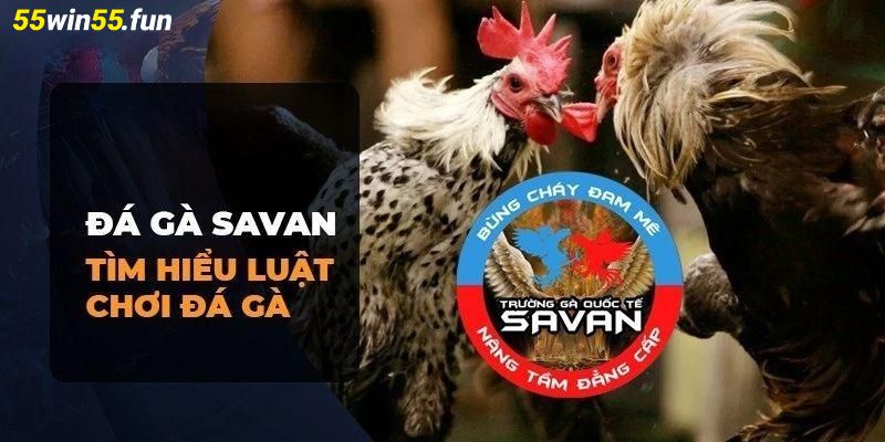 Các luật chơi cần biết tại trường gà Savan