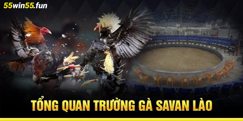 Giới thiệu về trường gà Savan ở Lào - Trường gà Savan ở đâu